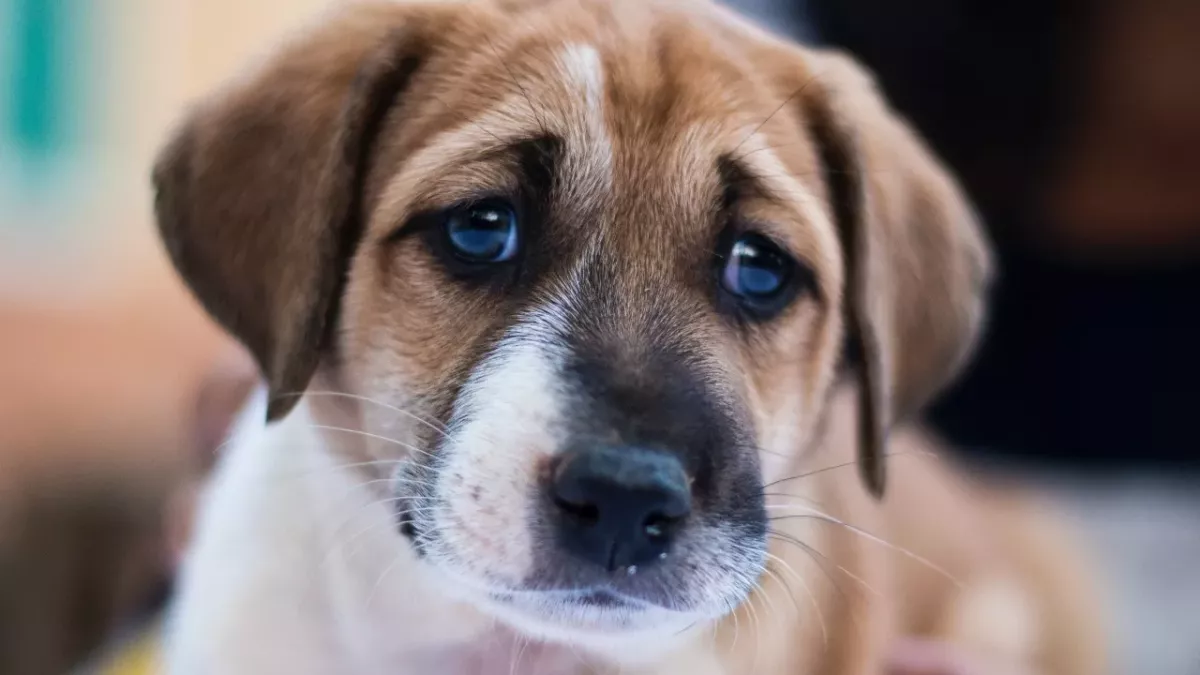 21 dogs rescued from being 'brutally killed by electrocution' and eaten