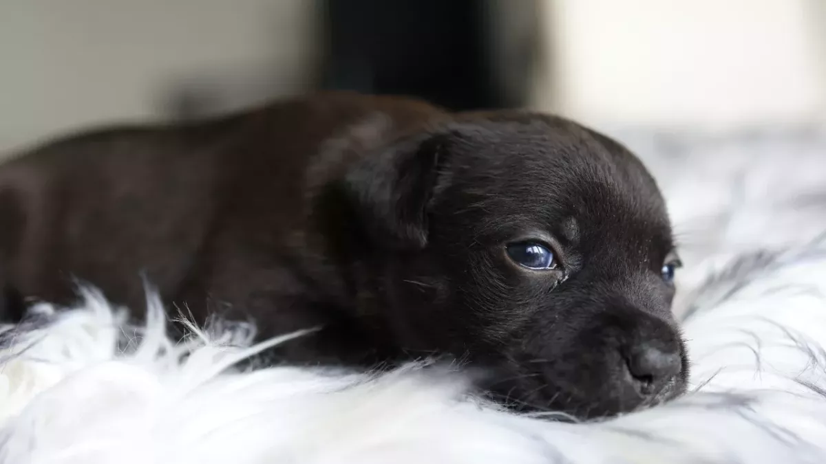 An abandoned and extremely emaciated dog with no ears and no tongue rescued