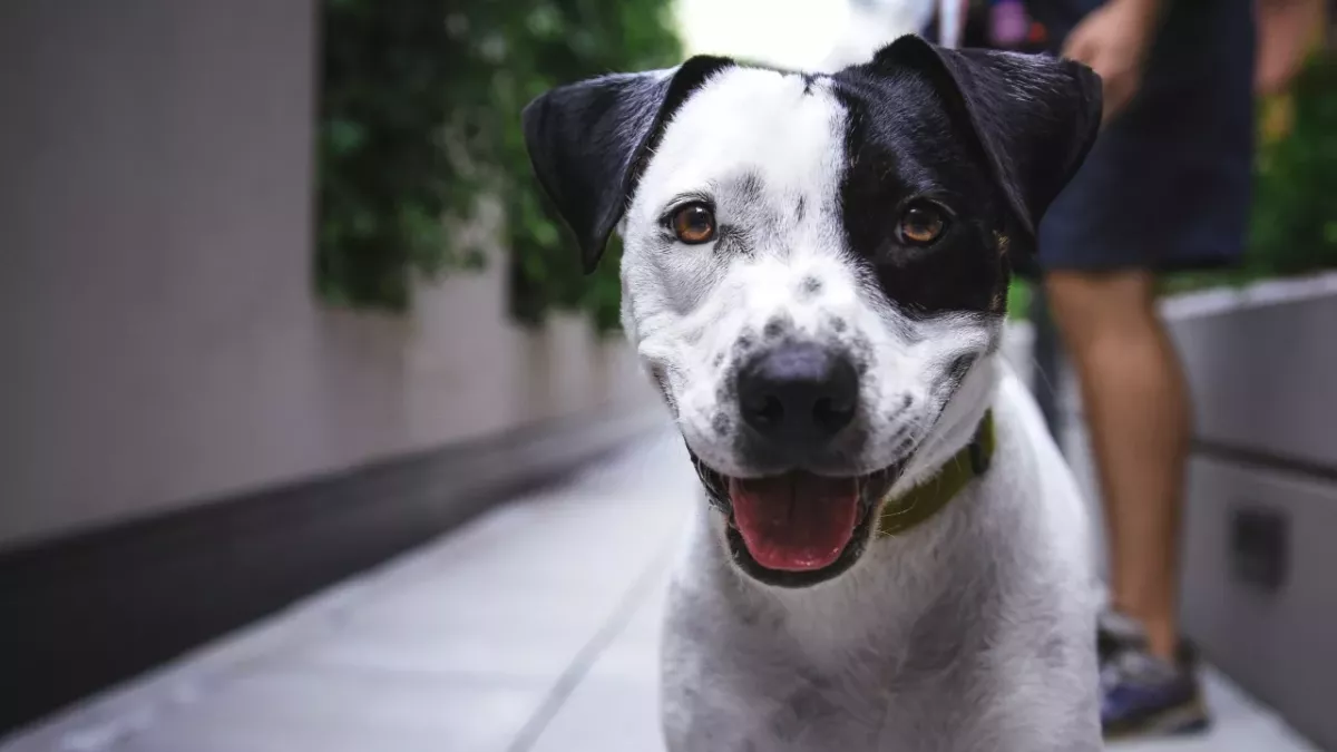 This abandoned pup who was found ‘in immense pain’ and named after a ‘warrior princess’ is happy in her forever home (VIDEO)