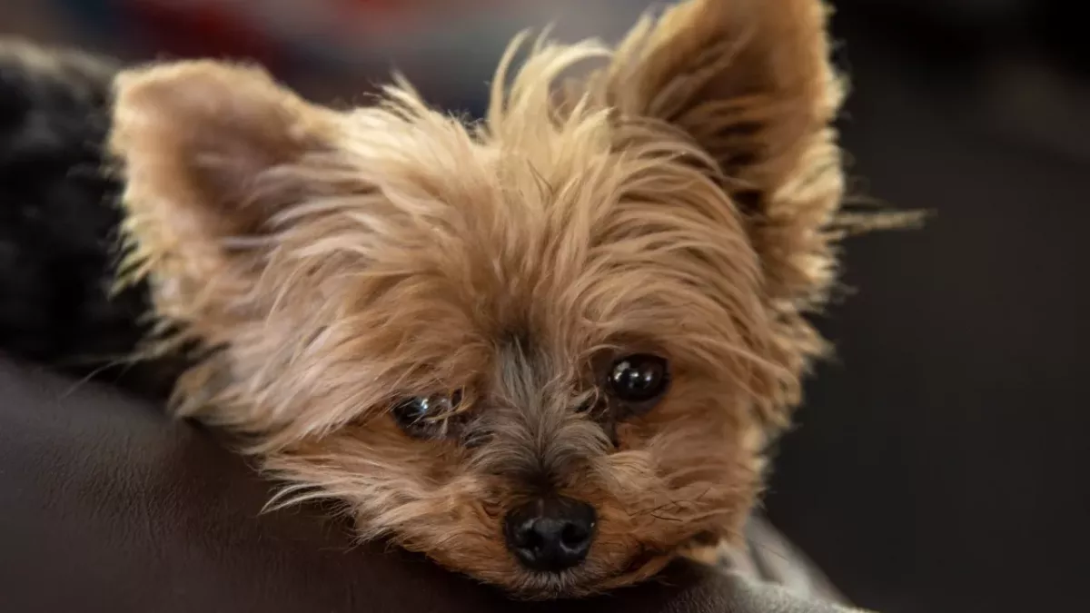 Abandoned terrier with horrendous ear infection rescued from a busy bypass