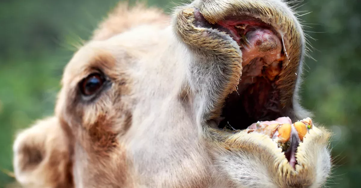 This American Woman Bit A Camel's Testicles