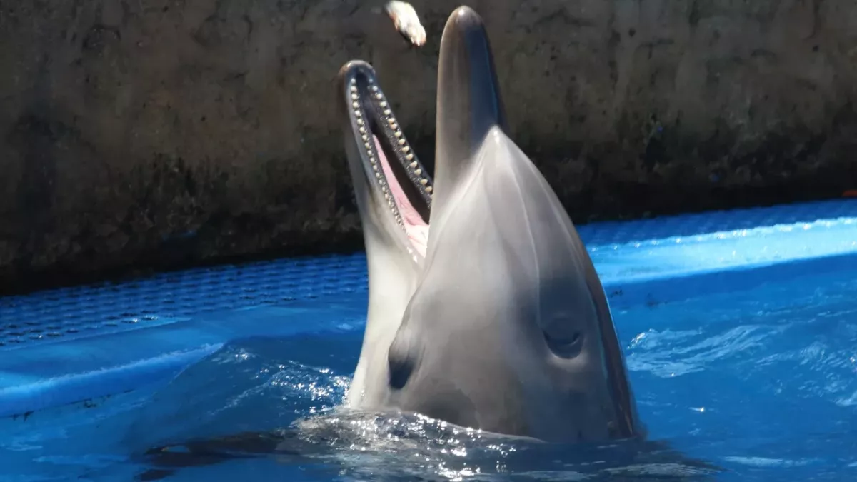 This angry dolphin keeps biting swimmers, proving these marine mammals are not as harmless as we think 