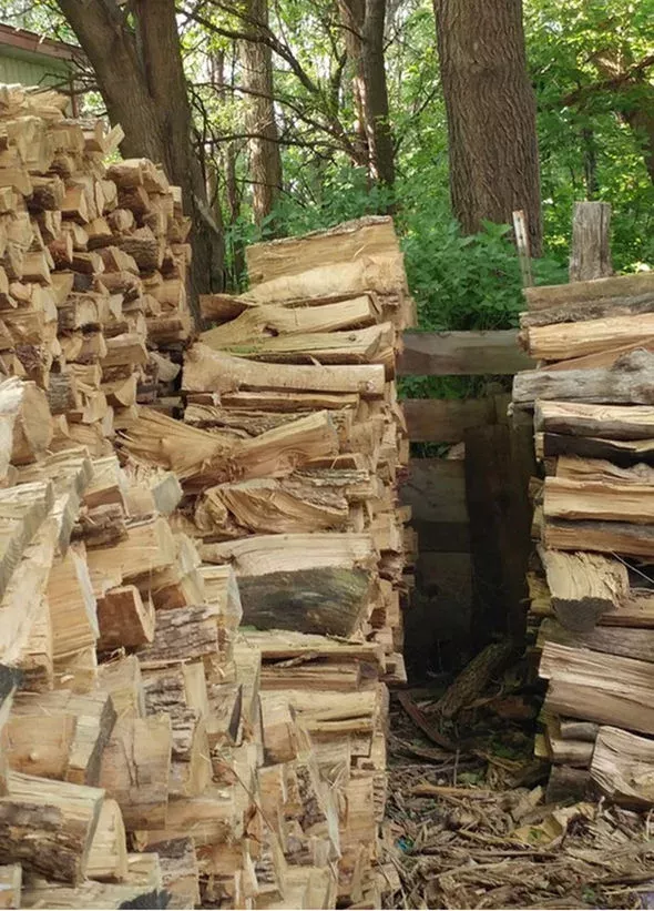 An Animal Is Hidden In This Picture