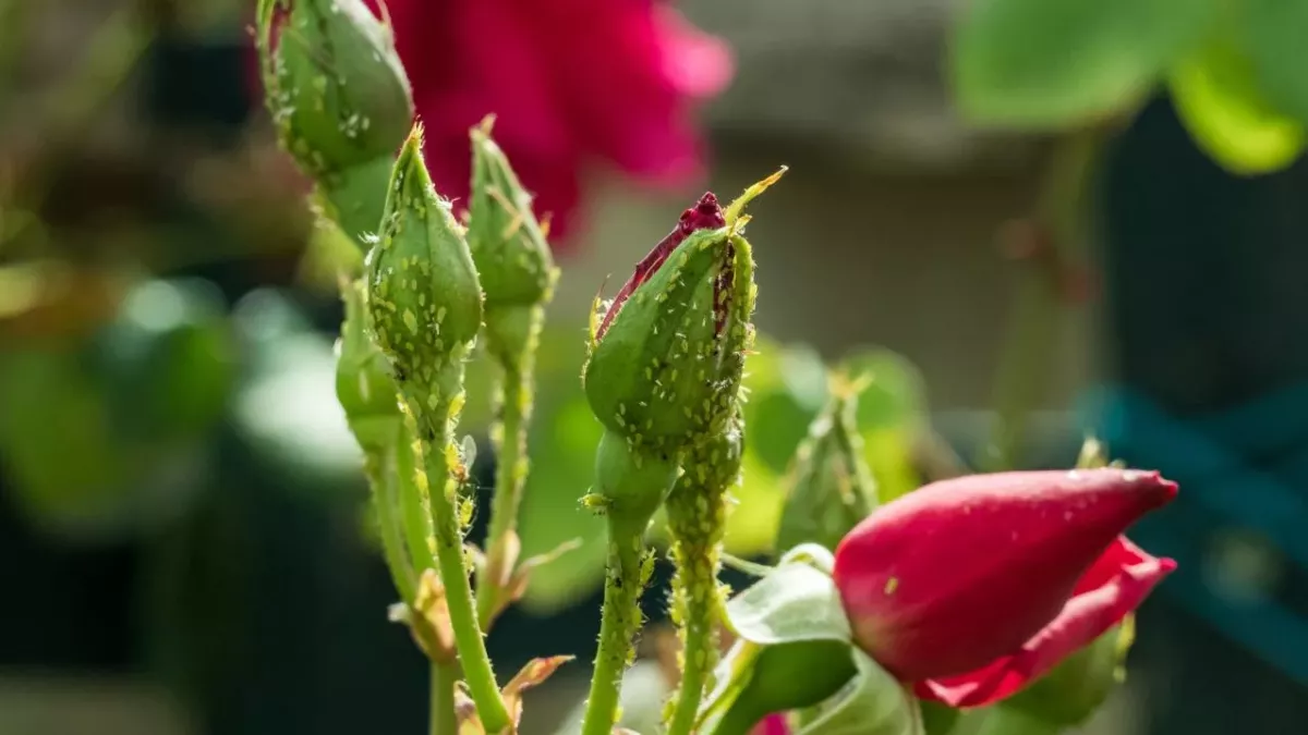 Aphids on roses
