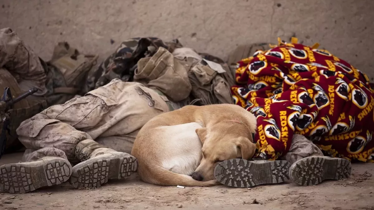 A beaten dog loaded with explosives by Russian soldiers in a bid to kill more innocent civilians