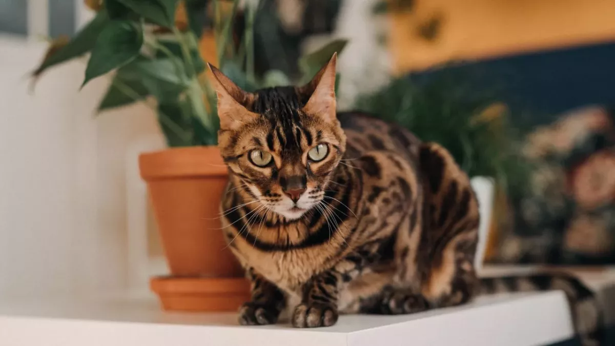 Bengal cat kicked and slapped by its celebrity owner: guess what the abuser’s punishment is