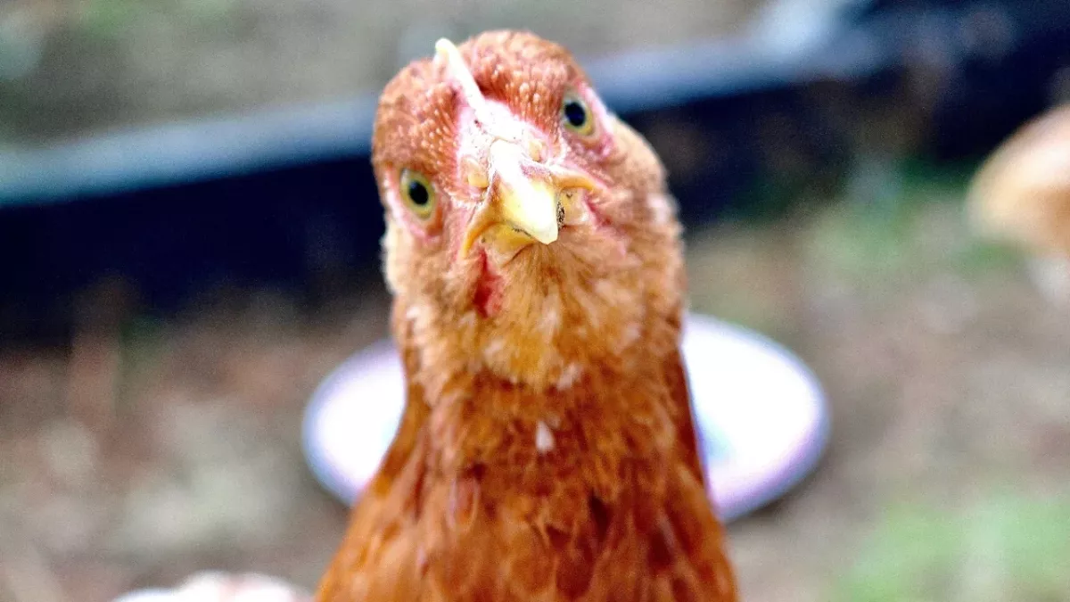 Bird flu: A new strain has been detected for the first time in humans in China