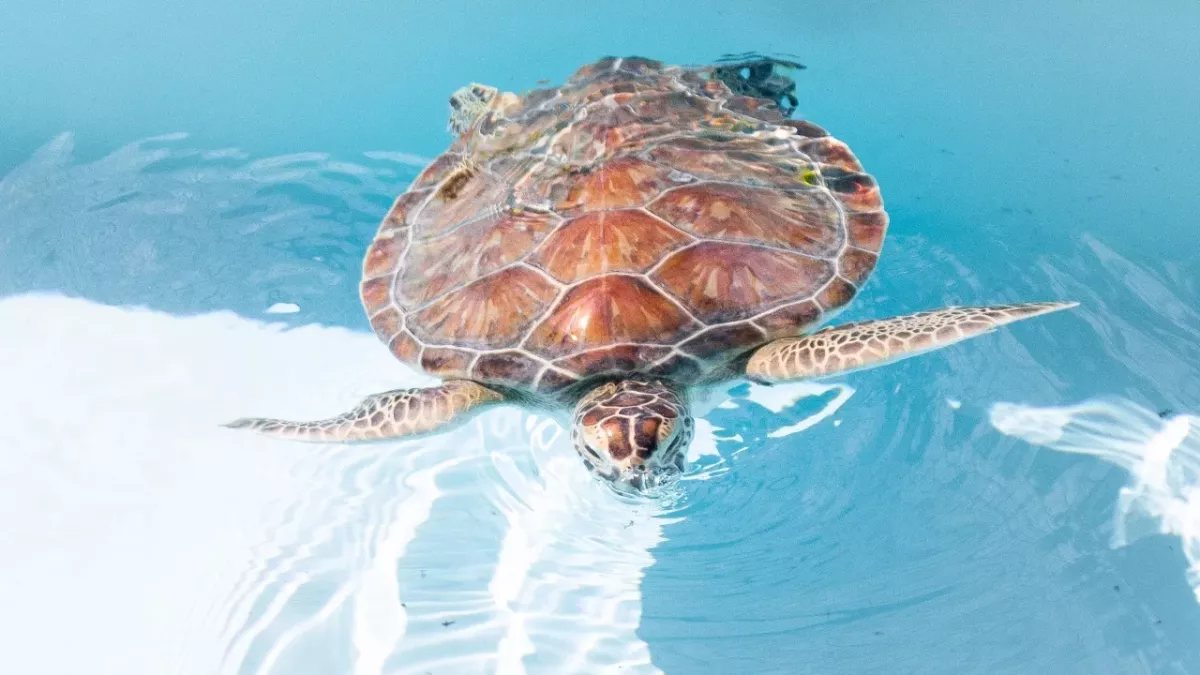 ‘Bleeding and barely breathing’: dozens of endangered green turtles found dying on the beach