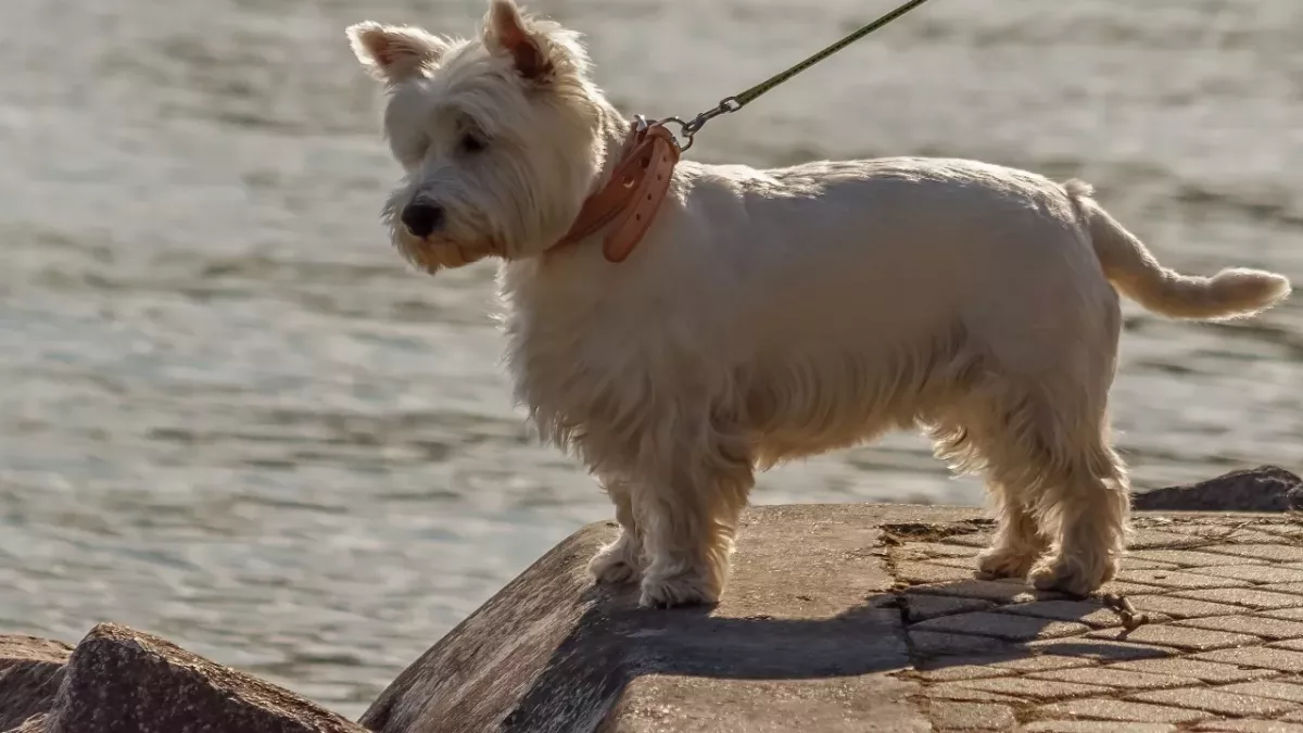 This blind rescue dog was so cheeky he won its foster mama’s heart and got a forever home 