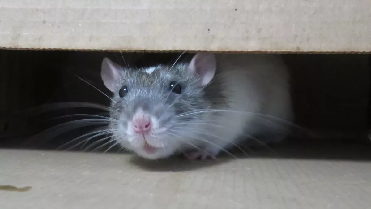 Brits warned not to poison 300 million super-rats taking over UK, here's why