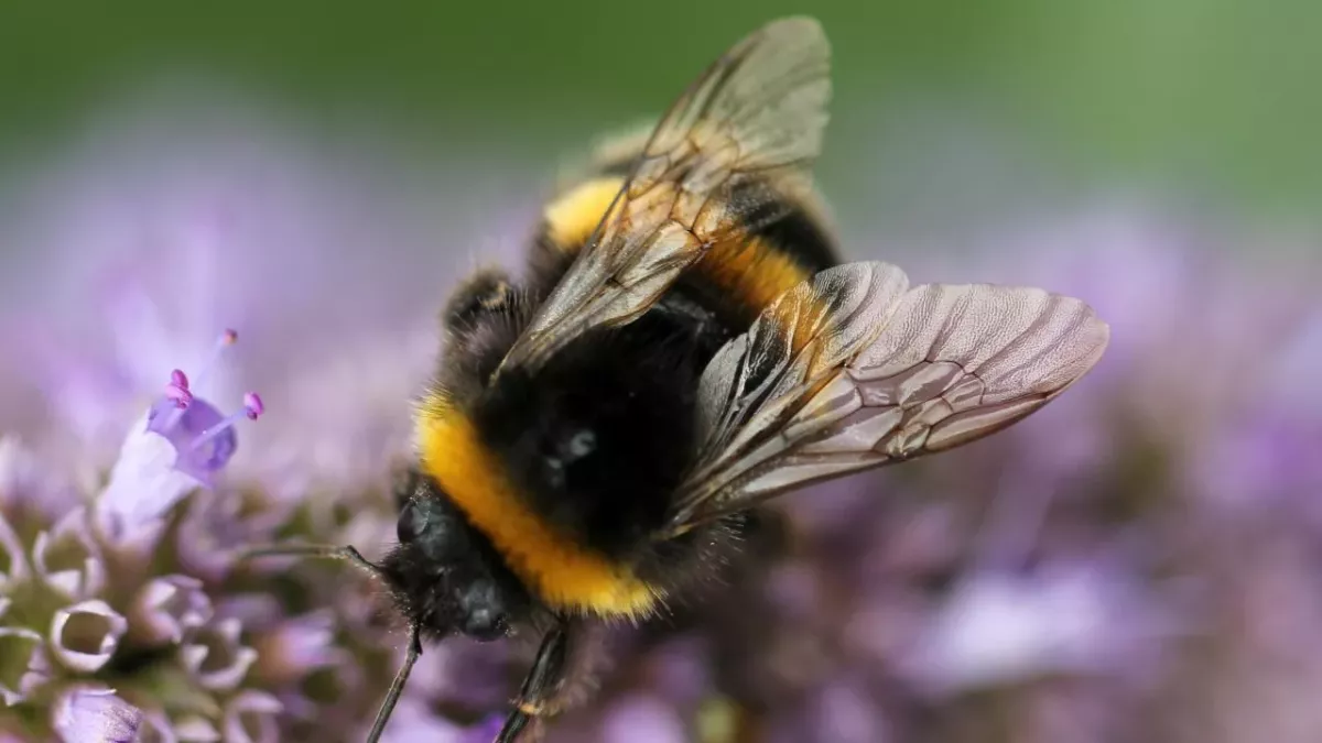 California classes bees as fish for this specific reasonv 