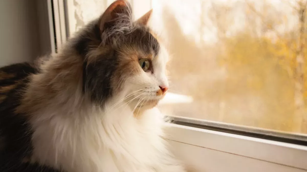 Cat owners’ relief as full lockdown banning cats from going outdoor is lifted