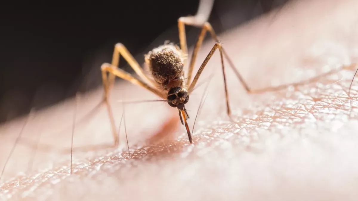 Climate change could bring deadly diseases to the UK, experts warn