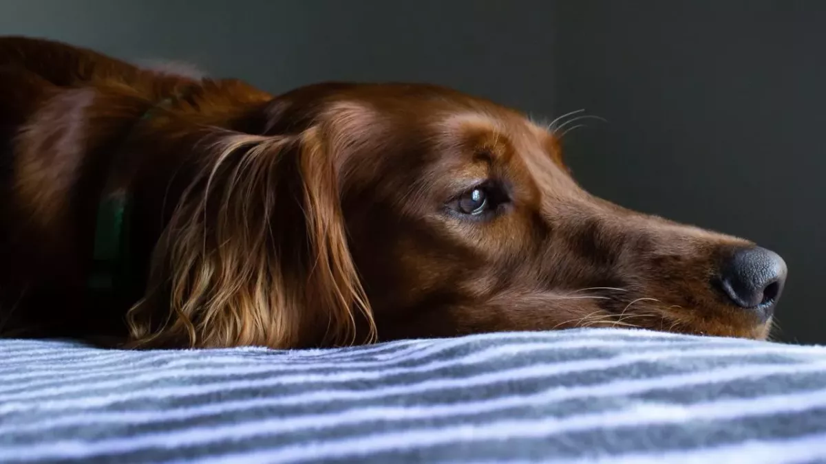 COVID-19: Alpha variant infecting more pets than ever 