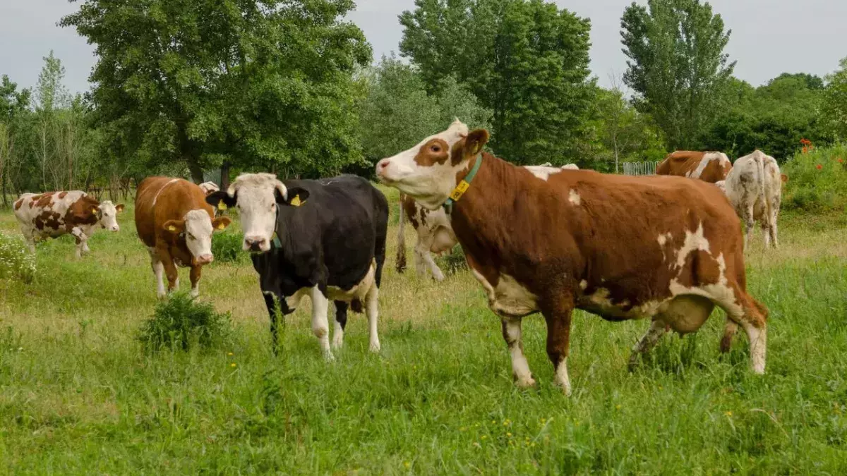 Cows in an Indian state to have access to 24-hour ambulance services