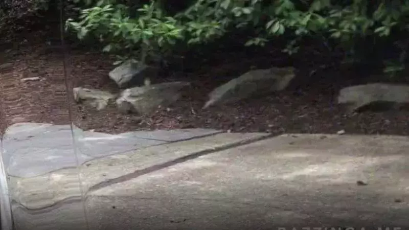Can You See The Car? Check Out This Viral Picture Of An Optical Illusion!