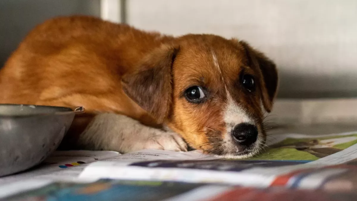 A dog so malnourished it ‘could have eaten the tip of her tail’ rescued and in need of a loving home