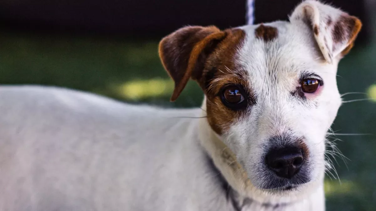 A dog was stabbed and shot but beat the odds and got a job as a police wellness pet