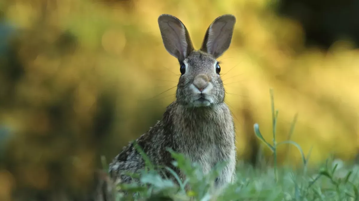 Dozens of giant pet rabbits were 'bred to be eaten' in a filthy house