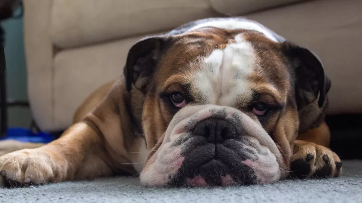 The family’s anguish as their dog dies after the sitter left it to 'boil' in a scorching heat