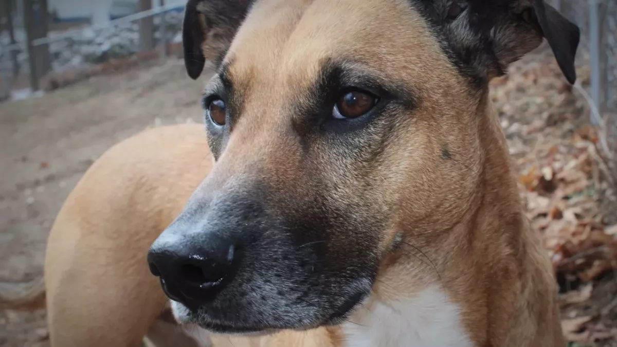 Firefighters’ agony as 12 pets die and six are rescued in a devastating fire