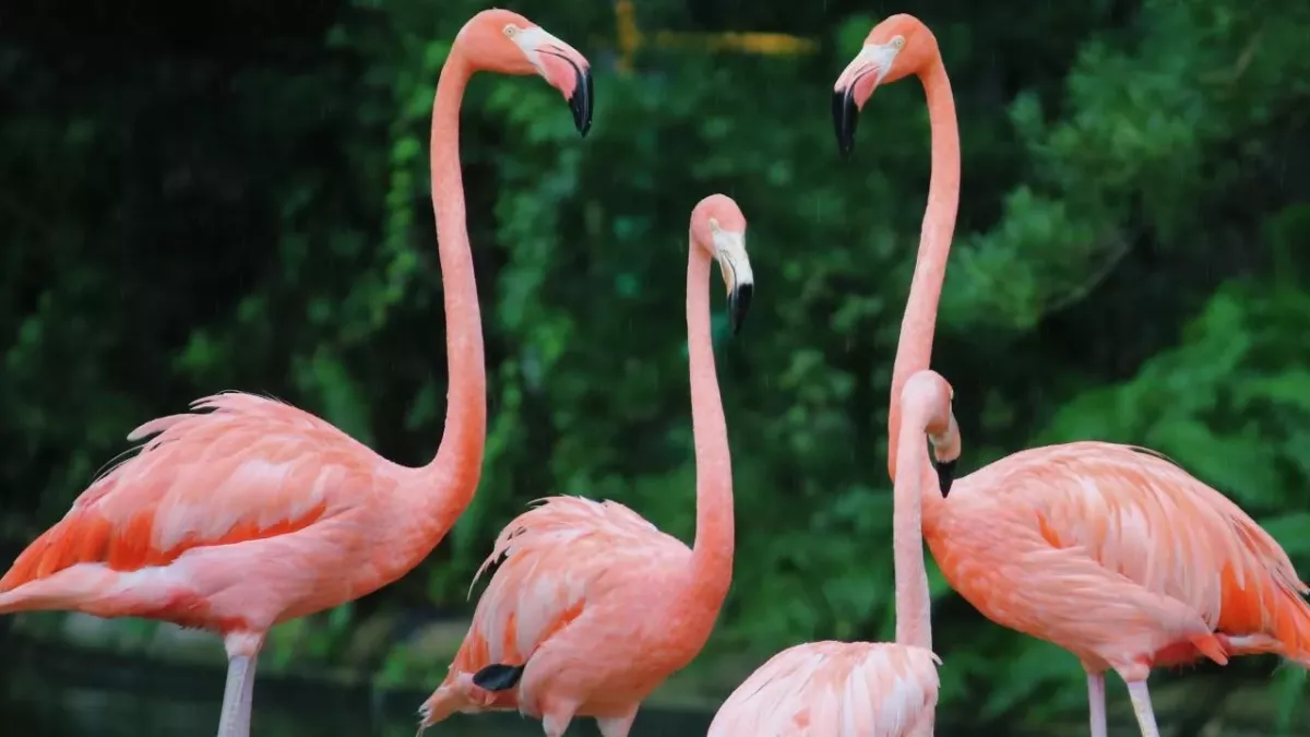 Flamingoes discovered hiding in public bathrooms, here's why