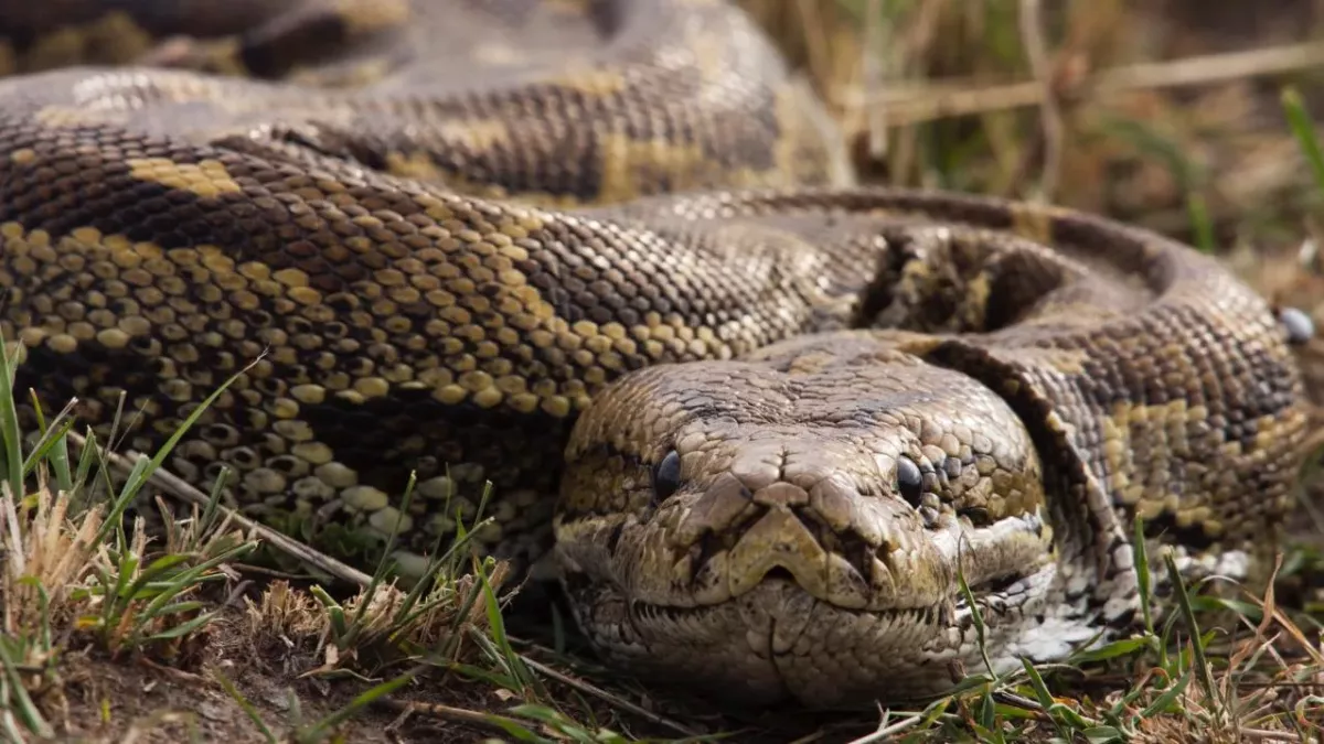 The Florida Python Challenge: at what cost would you catch killer snakes?