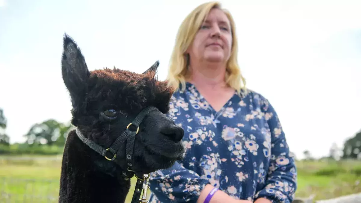 Geronimo the alpaca