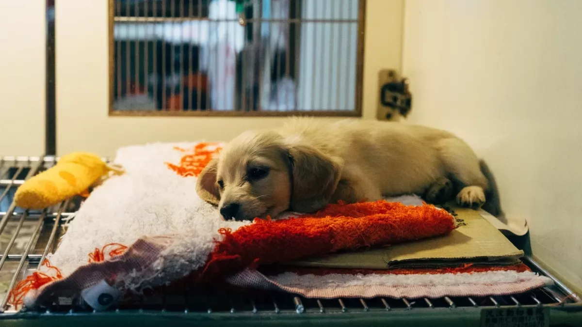 'He took a bullet for me': a dog whose leg was due to be amputated after a severe injury makes a full recovery