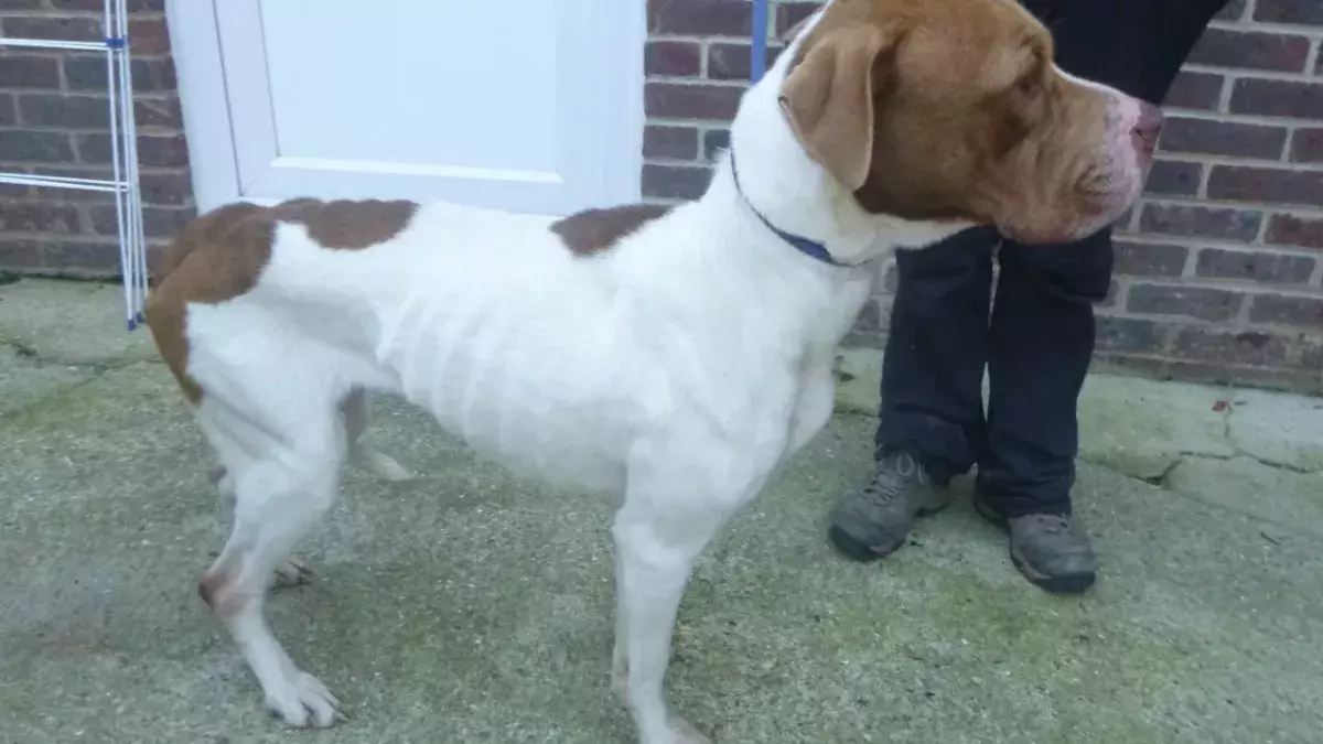 This heartbreaking case sees two dogs mistreated beyond belief; the images are stomach-twisting