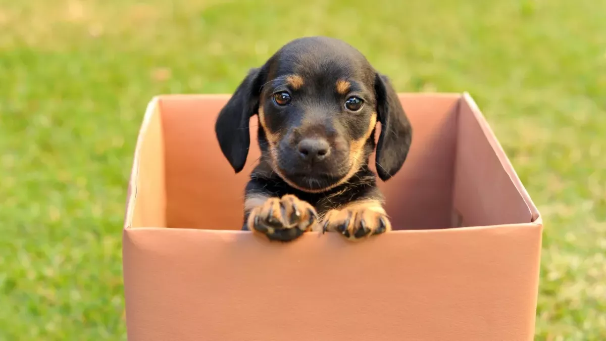 This heartbroken puppy refused to leave a cardboard box her owner abandoned her in, hoping for him to come back 