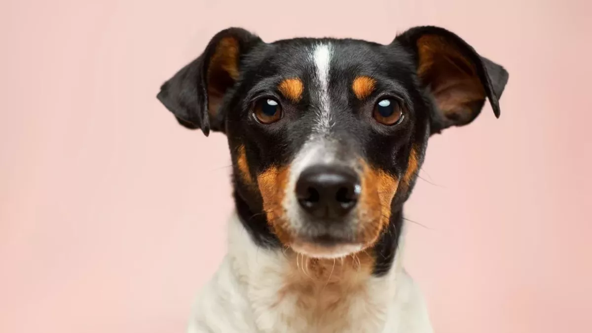 ‘Hero’ Dog struggles to find a forever home