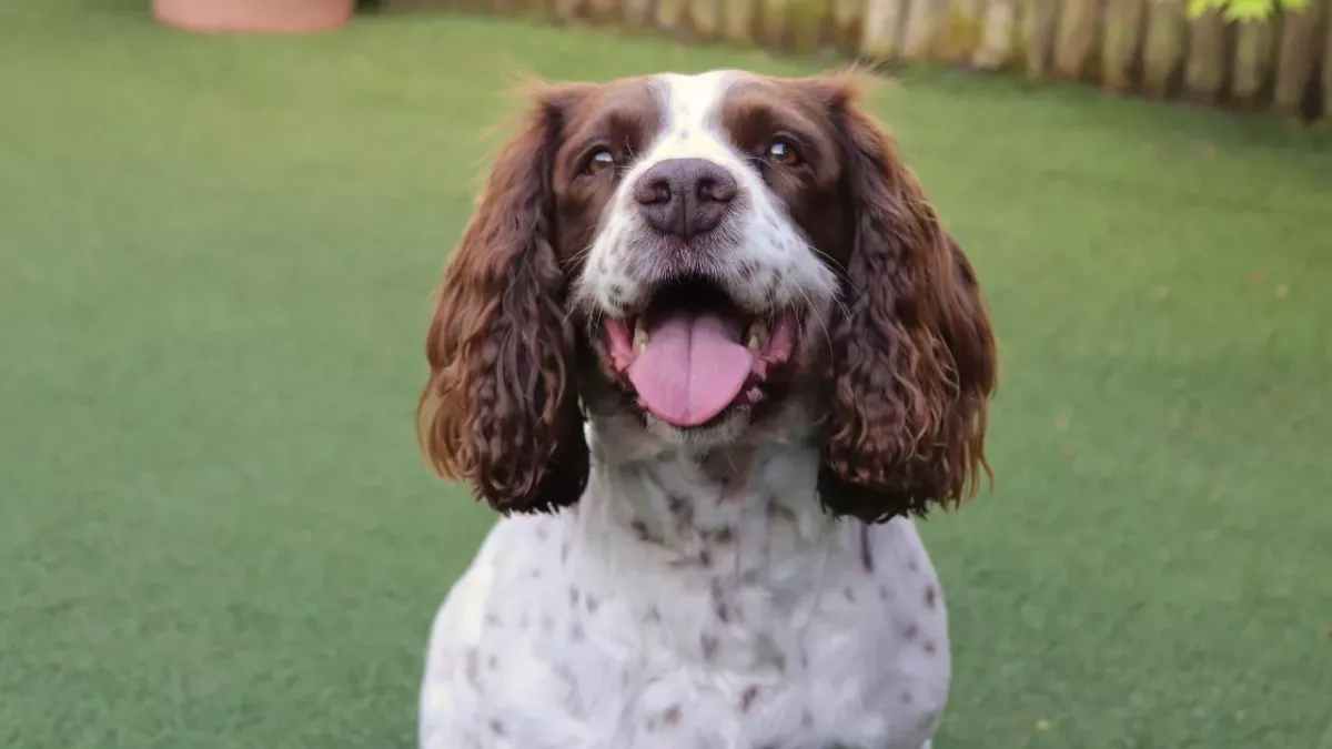 His neck was swelling up like a ball': a dog was attacked by a 'giant' venomous snake