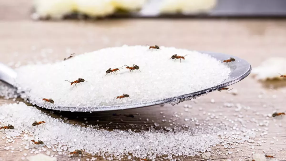 How to get rid of ant infestation with household items 
