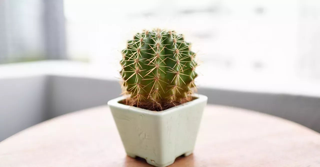How to properly take care of your cacti