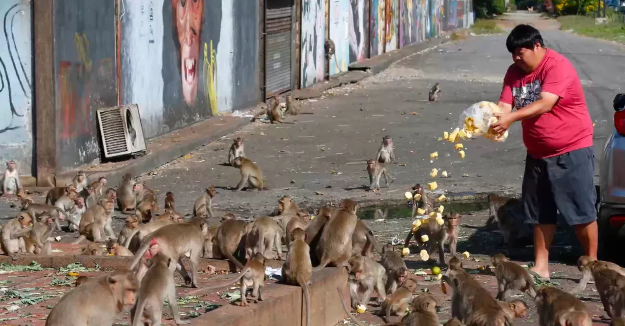 Hundreds of hungry primates reenact "Planet of the Apes" in Lopburi City in Thailand