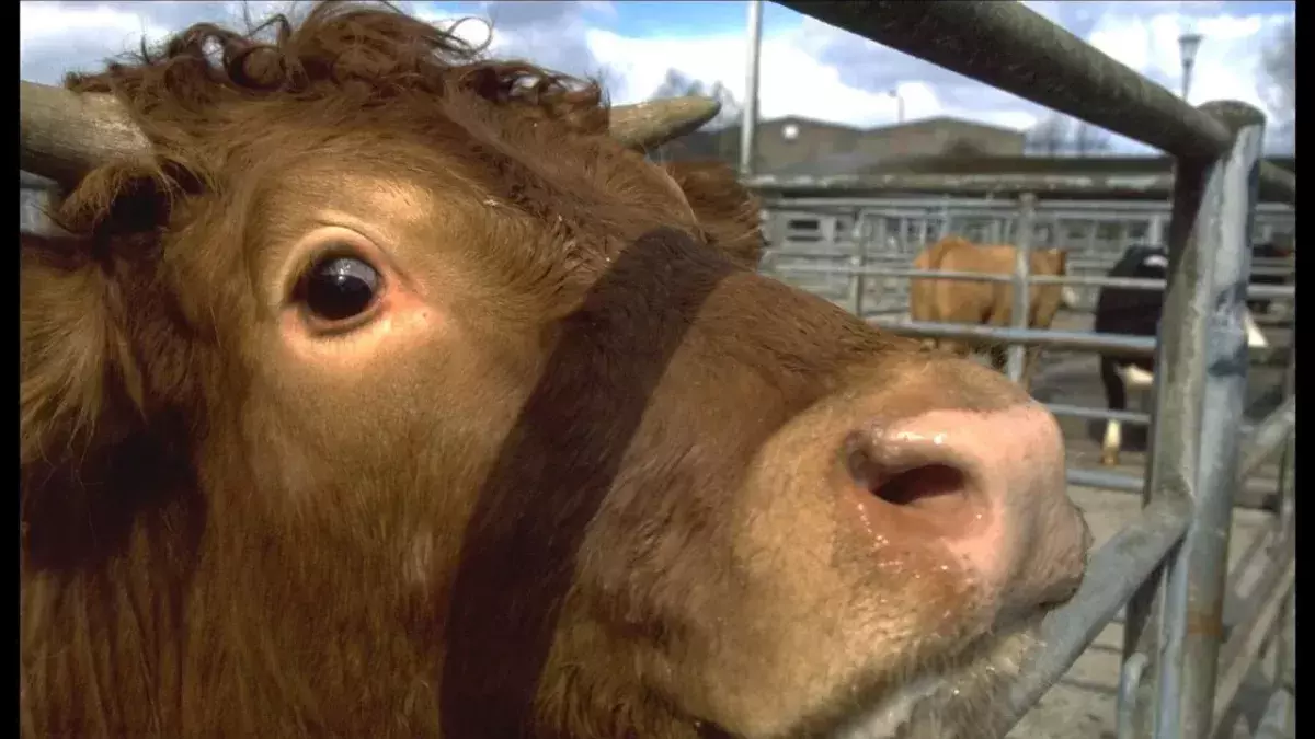 Mad Cow disease found on a Somerset Farm