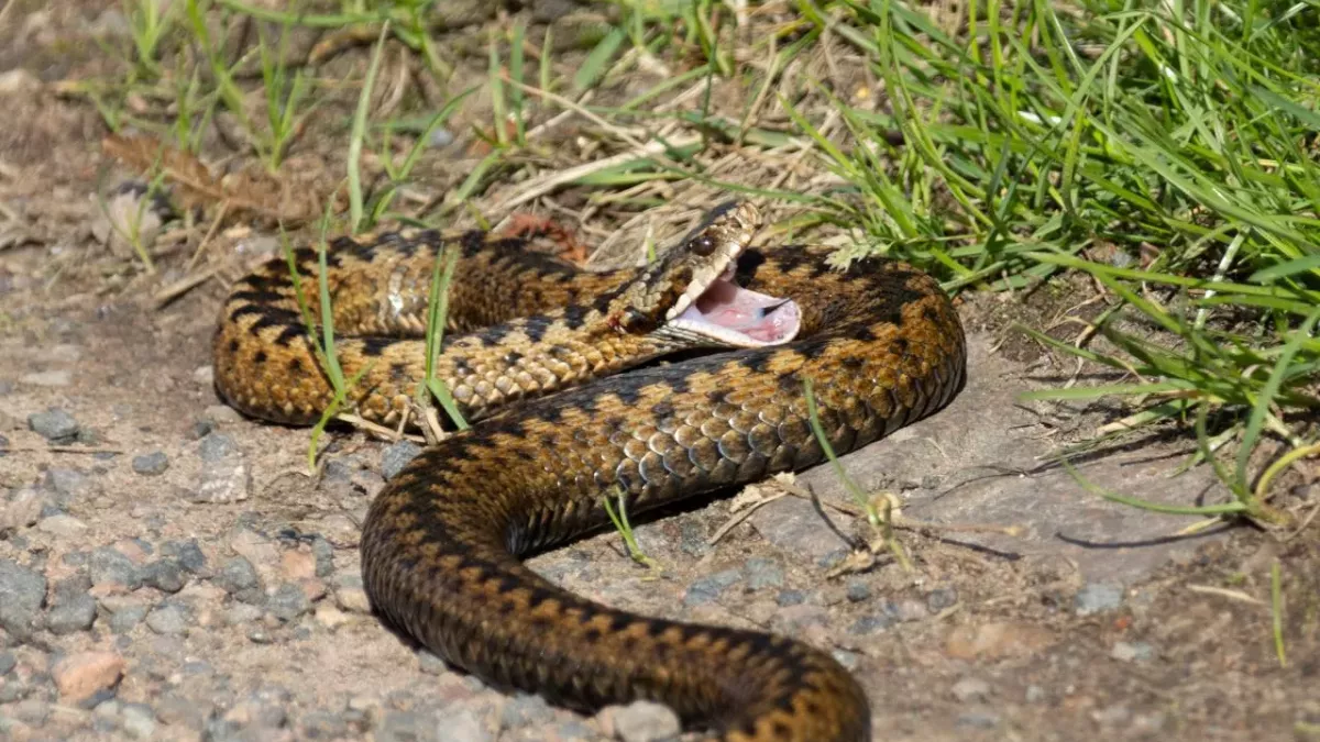 Man bitten by snake, how to spot them