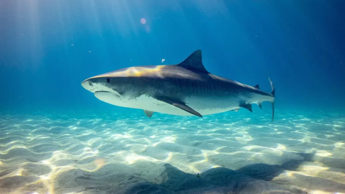 Mega sharks are on the rise: 'Biggest ever seen'