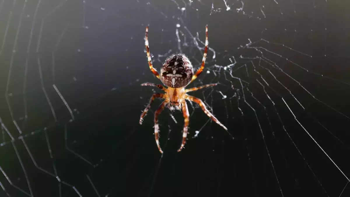 Microscopic arachnids are likely living inside your pores 