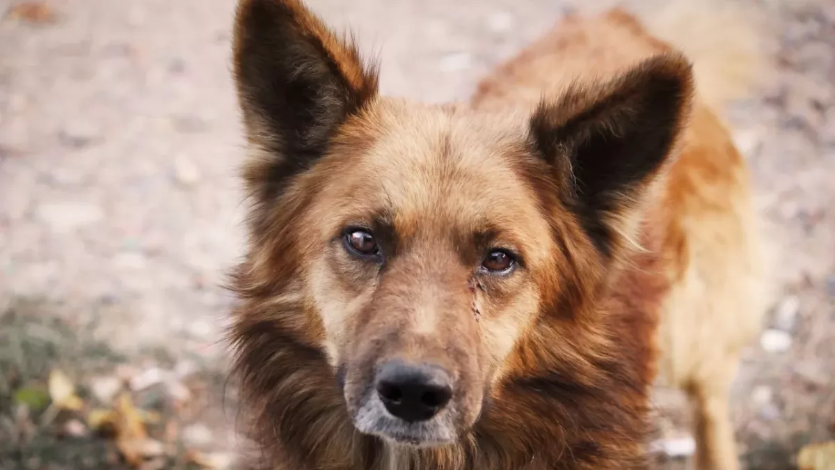 This mother dog’s desperate cries saved her and her seven puppies from near death in a landslide