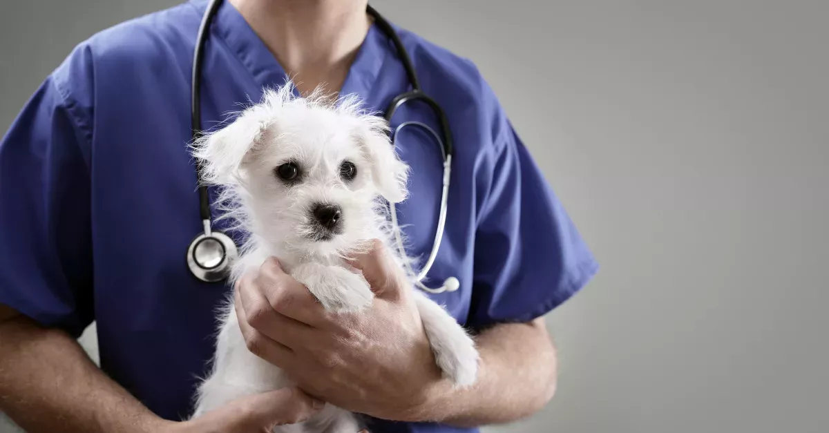 A Mystery Illness Has Killed Dozens Of Dogs In Norway