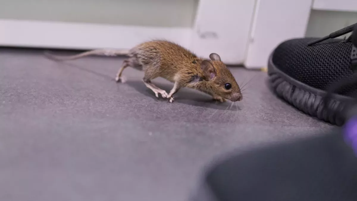 New breed of 'super rodents' could endanger human health, according to experts