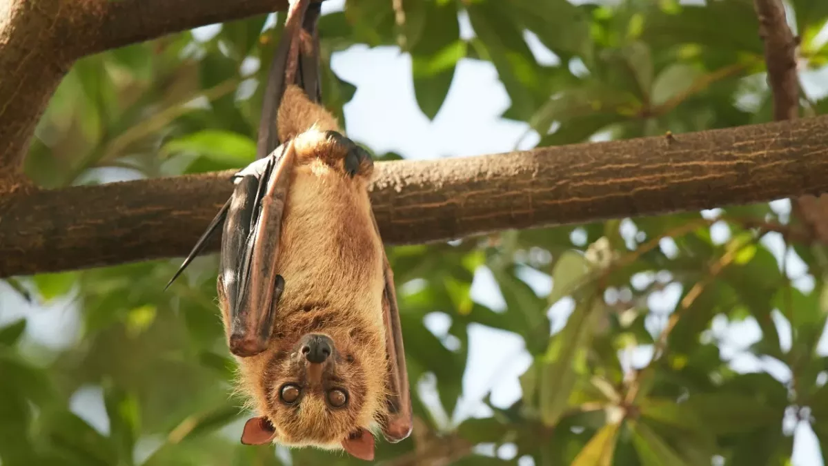 New Covid-like virus discovered in bats in the UK, should we be worried? 