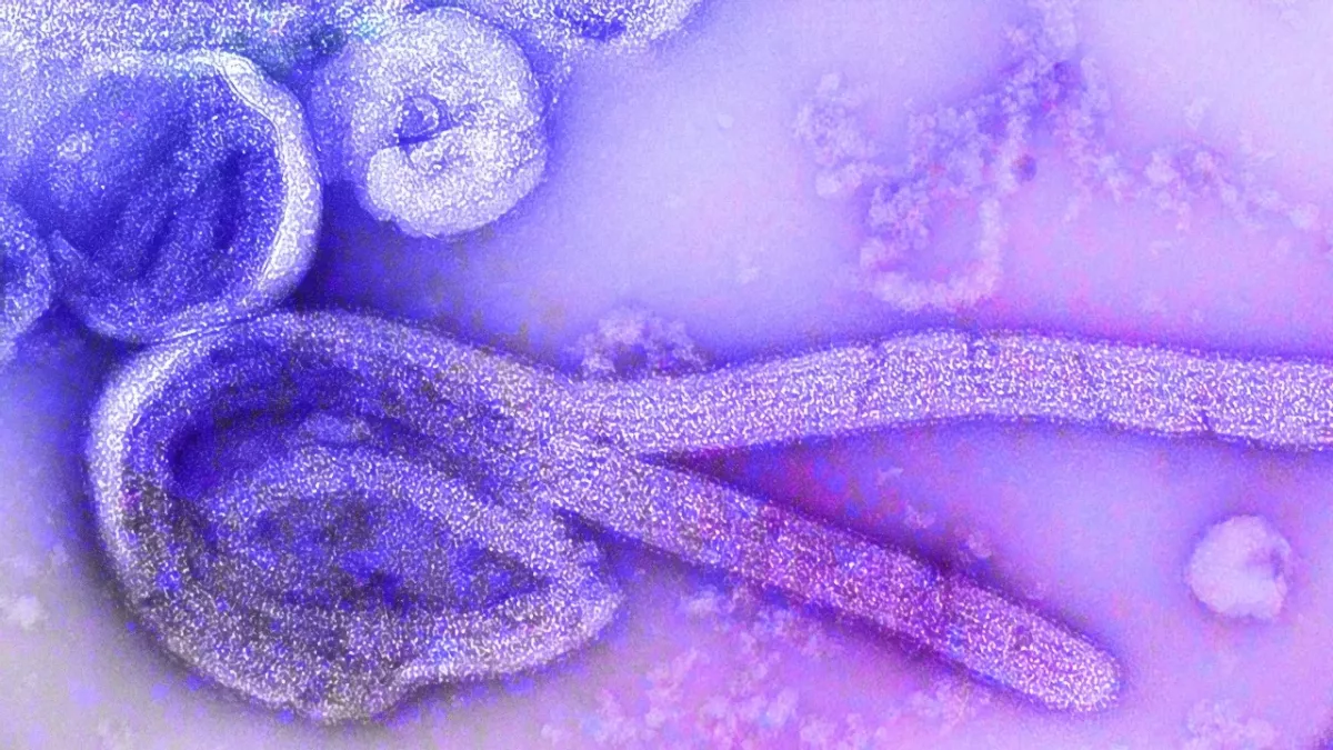 A new outbreak of this deadly infectious disease