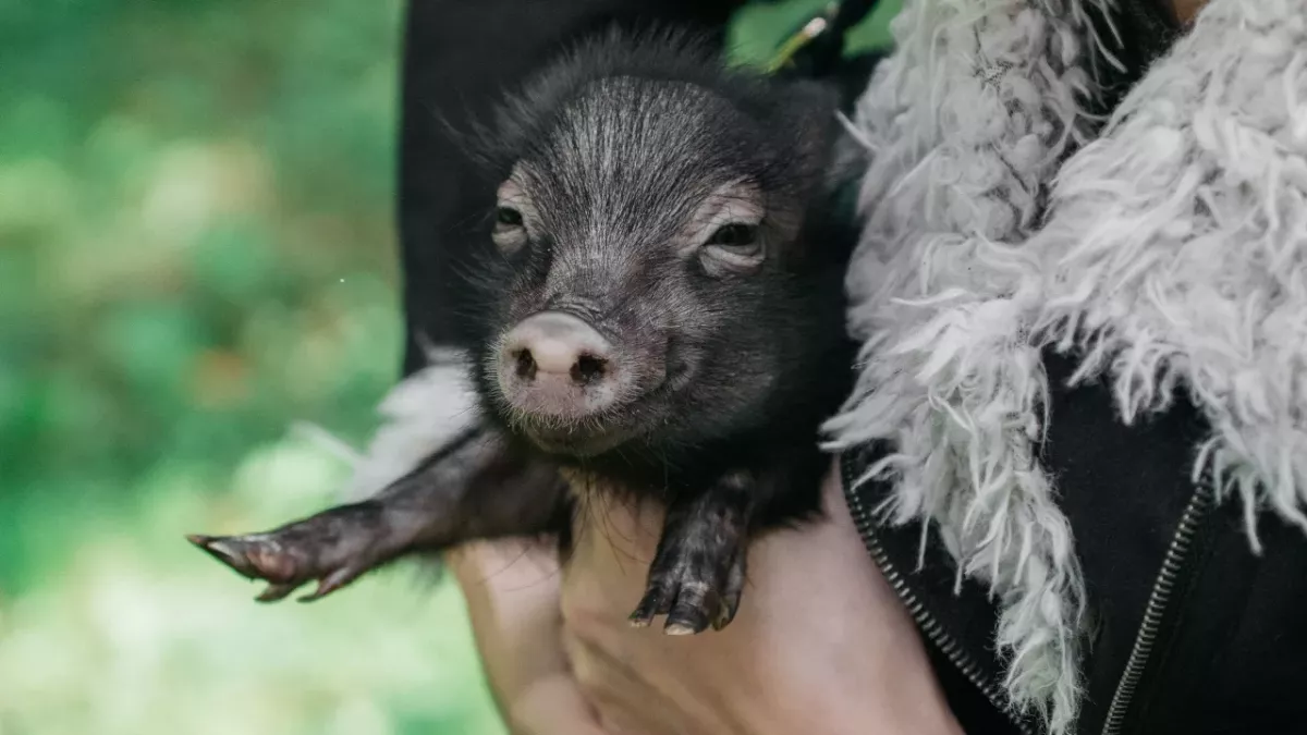 People swap dogs for pet pigs as the cost of living crisis hits home