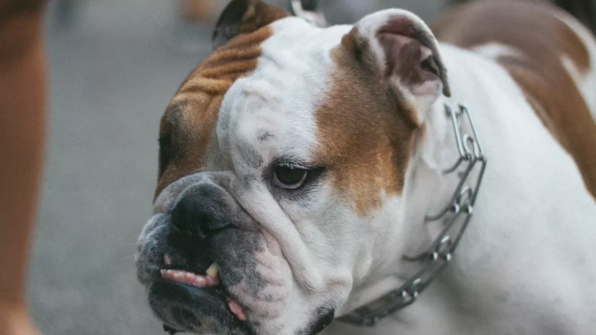 Puppies had their ears cropped in a savage illegal procedure; abusers were after ‘top money’ but got jail instead