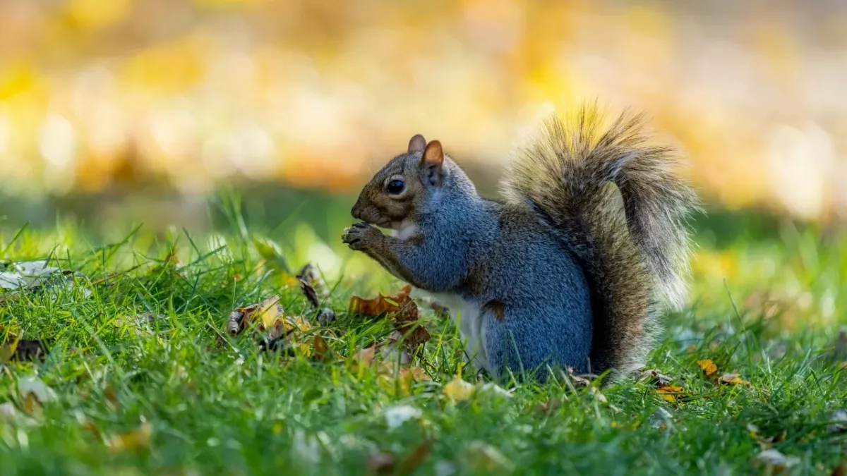 Put that squirrel on the pill: scientists design contraceptives to eradicate grey squirrels