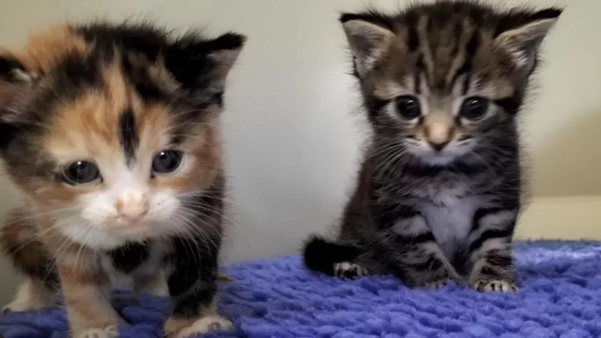 Rescue’s disbelief as a gutless man hid from them, dumped his flea-ridden cats and ran away