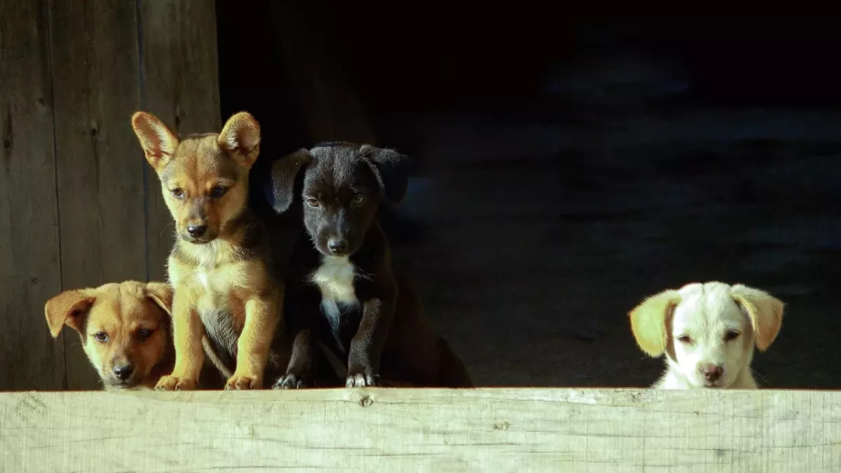 Rescue’s heartbreak as these puppies were abandoned because their owners couldn’t afford them anymore